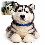 A majestic husky dog lying on a kitchen floor, looking straight at the camera with soulful eyes. The background shows a typical kitchen setting with cabinets, a mop, and other household items, giving a cozy, everyday vibe.