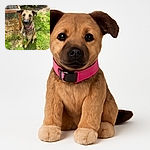 A charming dog with a pink collar sits obediently on a grassy patch, giving a soulful look to the camera. The background features a rustic wooden structure and garden elements, bathed in natural sunlight.
