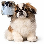 A fluffy dog with a majestic mane sits proudly on a patterned floor, looking up with soulful eyes as if waiting for a treat or a royal command.
