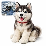 A happy husky dog is lying on a snowy lawn with its tongue out, looking playful next to a snow-covered ball, with a blue above-ground pool in the background under bright sunlight.