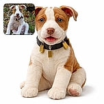 An adorable puppy with light brown and white fur sits on the grass and dry leaves, looking curiously at the camera with its mouth slightly open, wearing a collar with tags. The background is natural and slightly blurred, emphasizing the pup's cute expression.