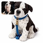 A black and white dog sits patiently on the driver's seat of a car, looking up with a slightly squinting expression as sunlight hits its face. The dog wears a collar with a leash attached, and the car interior is visible with leather seats and a steering wheel.