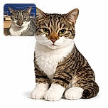 A regal tabby cat lounges on a wooden surface with an expression that says, 'I own this place.' The background features a striking blue panel and some glass cups, adding a cozy indoor vibe.