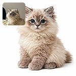 A fluffy blue‑eyed kitten stares at the camera like it’s practicing for royalty auditions — ruffly mane, tiny whiskers, and a neutral wall backdrop that says ‘less is more’ while the bed sheet provides an ad‑hoc throne.