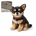 A small dog stands in the middle of a patch of bare soil, looking directly at the camera with a curious expression. The background includes a wooden border and some scattered rocks, with a concrete ledge in the foreground.