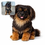 A fluffy, adorable dog with a shiny black and brown coat sits attentively on a concrete surface, its tongue playfully sticking out as if posing for a professional pet photoshoot with a softly blurred background.
