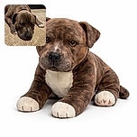 A sleepy or slightly grumpy brindle dog lying flat on a beige carpet, giving a look that says, 'Do not disturb my nap time.' The close-up captures the texture of the dog's fur and the cozy softness of the carpet.