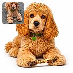 A fluffy golden dog lays on a gravelly ground clutching a gnarly stick between its paws, looking straight at the camera with a calm and slightly curious expression.