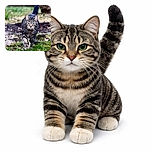 A majestic tabby cat confidently strides towards the camera, its green eyes piercing and focused. The background is softly blurred with natural greenery and earthy tones, highlighting the cat as the clear star of this outdoor portrait.