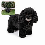 A fluffy black dog stands proudly on the lawn like a tiny garden security guard, posing beneath a riot of bright pink roses. Its leash trails forward dramatically, while the flower bed provides a colorful botanical backdrop. A small camera timestamp appears near the bottom, but it is not a user-added promotional overlay.