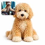 A fluffy golden doodle stands on its hind legs, resting its paws on a chair and desk, looking curiously forward with a soft, expressive face. The background features teal curtains and a cluttered desk with papers and a water bottle, adding a cozy home office vibe.
