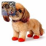 A small dog with reddish-dyed paws and ear tips stands on a blue surface with a blurred, sparkling background, looking curiously at the camera with big, shiny eyes.