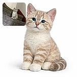 A fluffy kitten with light fur and stripes sits adorably on carpeted stairs, looking curiously at the camera with big eyes, surrounded by neutral walls and wooden stair trim.