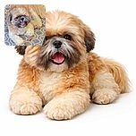 A fluffy, happy dog with a scruffy face lies on a patterned rug, looking excitedly at the camera with its mouth open, next to a small bone-shaped treat.