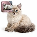 A fluffy, blue-eyed kitten lounges regally on a cozy pink textured chair, looking like the ultimate tiny monarch surveying its soft kingdom.