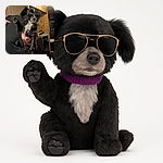 A small black and white dog wearing oversized aviator sunglasses is being held up by a person in a cozy wood-paneled room, striking a cool and confident pose as if ready to star in a canine action movie.