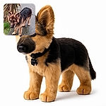 A fluffy German Shepherd puppy stands on a wet pavement, looking curiously at the camera with ears perked up and a name tag that reads 'Duke'. The background features green grass and a spiky plant, adding a natural touch to the scene.