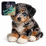 A fluffy puppy with striking blue eyes peeks out from under a piece of furniture, looking curiously at the camera. The carpeted floor and scattered kibble add a cozy, lived-in vibe. Bright turquoise text overlay humorously labels the scene as 'Boss Hog Needham.'