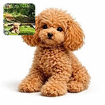 A fluffy, curly-haired dog lounges comfortably on a lush green lawn, soaking up the sunshine in a cozy garden filled with vibrant plants and a wooden pathway. Nearby garden tools and a bag of soil hint at ongoing gardening adventures.