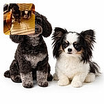 Two adorable dogs, one black and curly and the other small with black and white fur, are cozily perched on a plush, cream-colored chair. The warm lighting and cozy setting make it feel like a perfect lazy afternoon for these furry friends.
