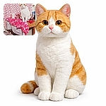 An orange-and-white cat sits like it owns the pink-themed set — big curious eyes, neatly placed paws on a fabric-covered table, with a patterned pink blanket backdrop and a cup nearby. The scene is cozy, slightly cluttered, and the cat delivers peak unimpressed royalty.