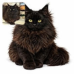 A fluffy black cat with piercing yellow eyes lounges regally on a white surface, surrounded by an eclectic mix of objects including a colorful pumpkin, a painting of camels in the desert, and some decorative items, creating a cozy and slightly mysterious indoor scene.