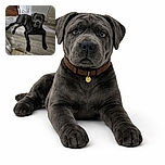 A majestic black dog lounges comfortably on a wooden floor near a slightly worn door, giving a soulful gaze that says 'I'm the king of this castle,' while a glimpse of another white dog peeks from the dark room in the background, adding a hint of mystery.