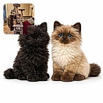 Two curious cats holding court on a plush gray cat tree like tiny furry roommates — one dark and one cream-colored — while a cozy living room with a red throw, framed family photos, lamp, and window forms the backdrop. The scene screams relaxed domestic royalty and mild plotting for extra treats.