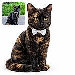 A sleek tortoiseshell cat with a stylish white bow tie sits regally on a concrete surface, with lush green grass and foliage in the background, looking like it's ready for a fancy garden party.