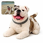 A joyful bulldog is sprawled out on a sandy beach, proudly sporting a sandy nose and a big, happy grin. The calm water and rocky shore in the background add a peaceful vibe to this playful scene.