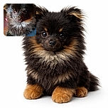 A close-up shot of a fluffy black dog with shiny eyes and a curious expression, the soft fur details and warm lighting make it look like a cozy companion ready for a snuggle.
