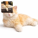 A fluffy cream and orange cat lounges majestically on a rustic wooden table outdoors, looking slightly unimpressed but undeniably regal. The background features a cozy patio with plants and a wooden door, adding a warm, homey vibe to the scene.