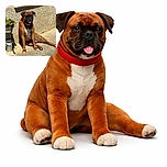 A relaxed brown boxer dog is sunbathing against a textured beige wall, tongue out in contentment, with a small plant stand and pots to its side, basking in the warm sunlight on a concrete patio.