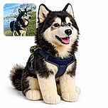 A majestic black and white dog, possibly a Husky or Malamute, stands proudly on a grassy patch near a serene lake under a bright blue sky with wispy clouds. The dog wears a harness and leash, looking off to the side with a happy, relaxed expression. In the background, leafless trees and a few ducks swimming add to the peaceful park setting.