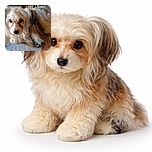 A fluffy dog with big, soulful eyes lounges comfortably on a patterned blanket, looking straight at the camera with an expression that says, 'Did you bring treats or what?' Its long, silky fur and adorable ears make it the star of this cozy indoor snapshot.