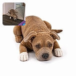 A wonderfully tired-looking dog is sprawled across the doorway like a furry speed bump, giving the camera a serious stare while its food bowl waits nearby for the next snack emergency.