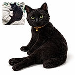 A sleek black cat lounges regally on a cozy bed with patterned quilts, striking a pose that screams 'I'm the boss here,' complete with a tiny bell collar adding a touch of charm.
