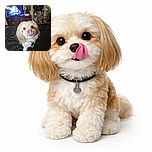 A fluffy dog with big, adorable eyes is caught mid-lick, tongue out like it's tasting the air, sitting on a black bedspread in a cozy room with a dresser, TV, and mirror reflecting a person in the background.