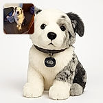 A fluffy dog with a curious expression sits patiently on a carpeted floor, bathed in warm indoor light. The background shows a laundry basket and some clothes, hinting at a casual home setting.