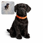 A shiny black dog with a bright orange collar sits patiently on a gravel path, looking attentively at the camera. The warm sunlight highlights the dog's glossy coat and the textured gravel ground adds a rustic charm to the scene.