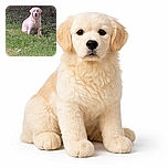 A fluffy golden retriever sits patiently in the grass, gazing directly at the camera with a calm and serious expression, surrounded by lush greenery and a natural outdoor setting.