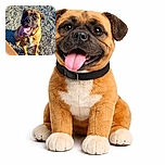 A happy dog with a big tongue out sits eagerly on a gravel surface, basking in the sunlight with a joyful and playful expression.