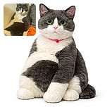 A relaxed gray and white cat lounges comfortably against a neutral wall and some colorful fabric, gazing calmly with striking green eyes, looking like the king of chill in a cozy corner.