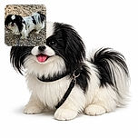 A fluffy black and white dog with a happy expression stands on a gravelly surface covered with small shells, looking ready for an adventure with its leash attached.