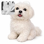 A fluffy white dog with slightly tousled fur lies comfortably on a bed, its eyes wide and curious, looking directly at the camera in a cozy indoor setting.
