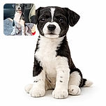A charming black and white puppy sits upright on a cozy blanket inside a car, bathed in soft natural light that highlights its curious and slightly serious expression. The background is blurred, focusing all attention on this adorable little canine, who seems ready for an adventure or a cuddle.