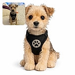 A tiny scruffy dog with big, shiny eyes stares directly at the camera, wearing a black harness with a paw print emblem. The pup sits on a cozy cream-colored blanket with a soft, floral blue and white background, looking like a furry little superhero ready for adventure.