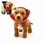 A solemn-looking dog has apparently been promoted to chief laundry inspector, wearing a bright red basket like a very fashionable muzzle while posing proudly on a patterned rug.