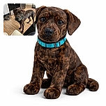 A curious brindle dog with soulful eyes stands attentively in a cozy kitchen, surrounded by a food bowl, stainless steel appliances, and a pet crate in the background.