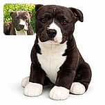 A serious-looking black and white dog lounges in a lush green garden, basking in the sunlight with a calm and attentive gaze.